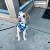 murphy_and_friends