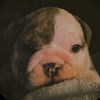 strictlybulldogs