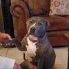 belladogsmom