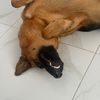 pucchiii_