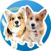 Hammy & Olivia Corgi