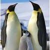 penguinmomof2