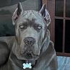 canecorsocreed1021