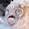 ambedecstor