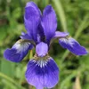 iris22233