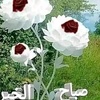 khaled991005