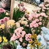 rania_alifa4