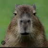 iamthecapybara