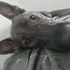 dazbabz77