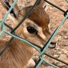 R🦌
