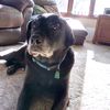 animallove25