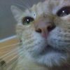 solisthecat...94