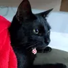 francianehack