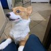 corgis38