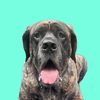 thelovemastiff
