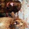 onegirl_twodogs
