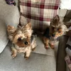 bonnie_archie