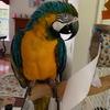 princess_the_parrot