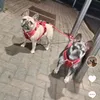beastybullzuk