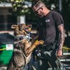 k9chaseisonthecase