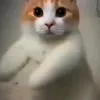 mrcookies100