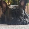 rockymorenothefrenchie