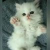 sounya312334