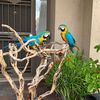 Harley 🦜
