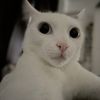 ssnowthekitten
