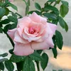kimthu0389