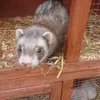 ferretlove21