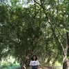_nhuquynhvu