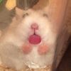 sourcreamcats
