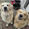 sullyandloki