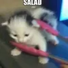 holybingus
