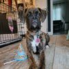 boxermom31922
