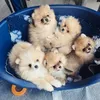 Baby dogs des trèfles
