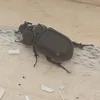 lipaoblepiha