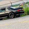 dingo5.0fox