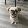 ameilliajane