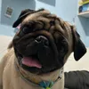 pugceu