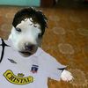 adolfo_183