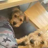 dvfpoochlove