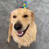 rigatonithegolden