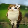 wherresgaby