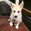 nikoocdpup28
