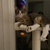 island_cat_dave