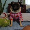 hachicoelpug2814