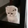 fannhatlinhcem