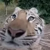 meobonh1